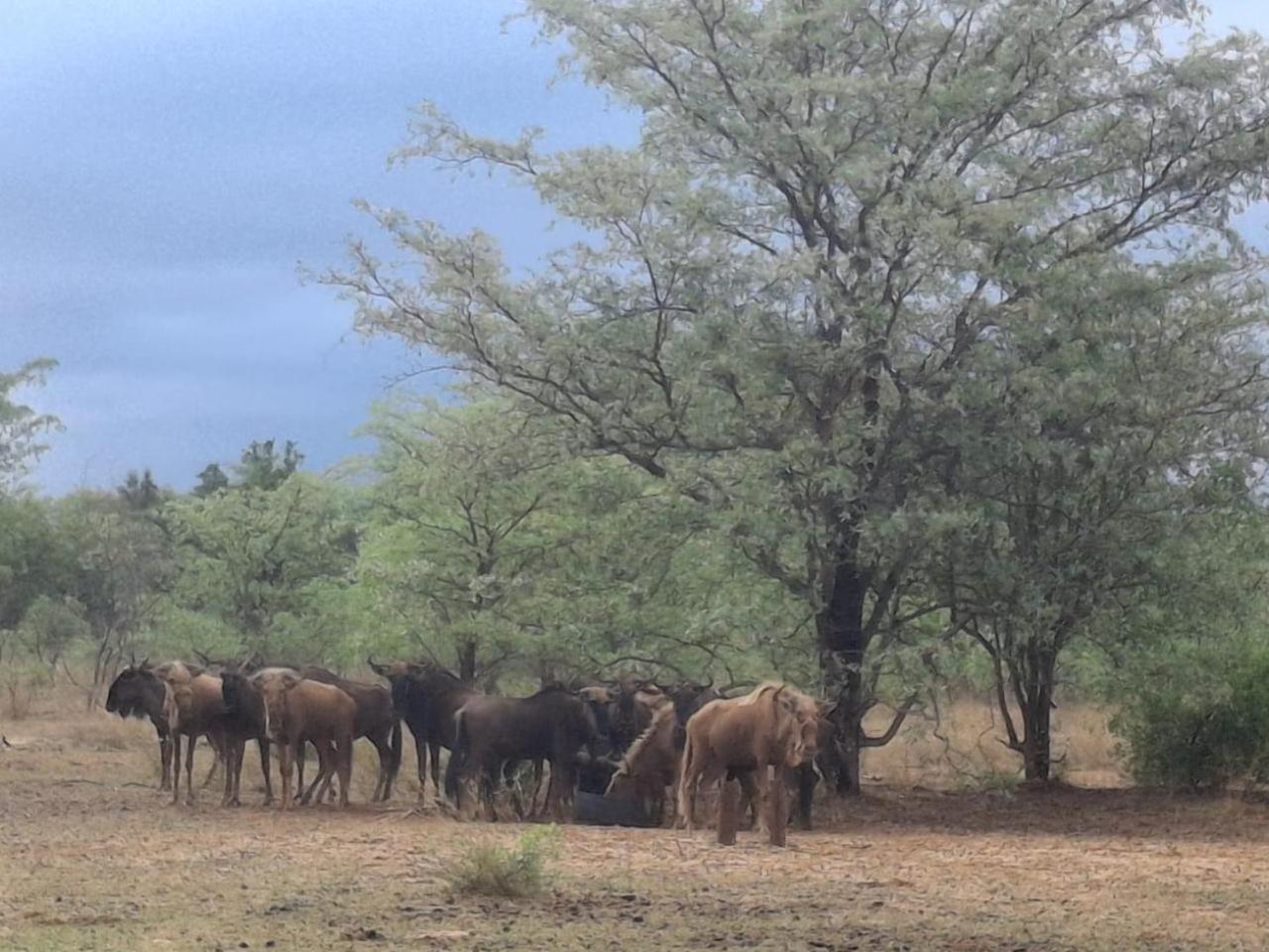 Villa Limpopo Bushveld Retreat Vaalwater Esterno foto