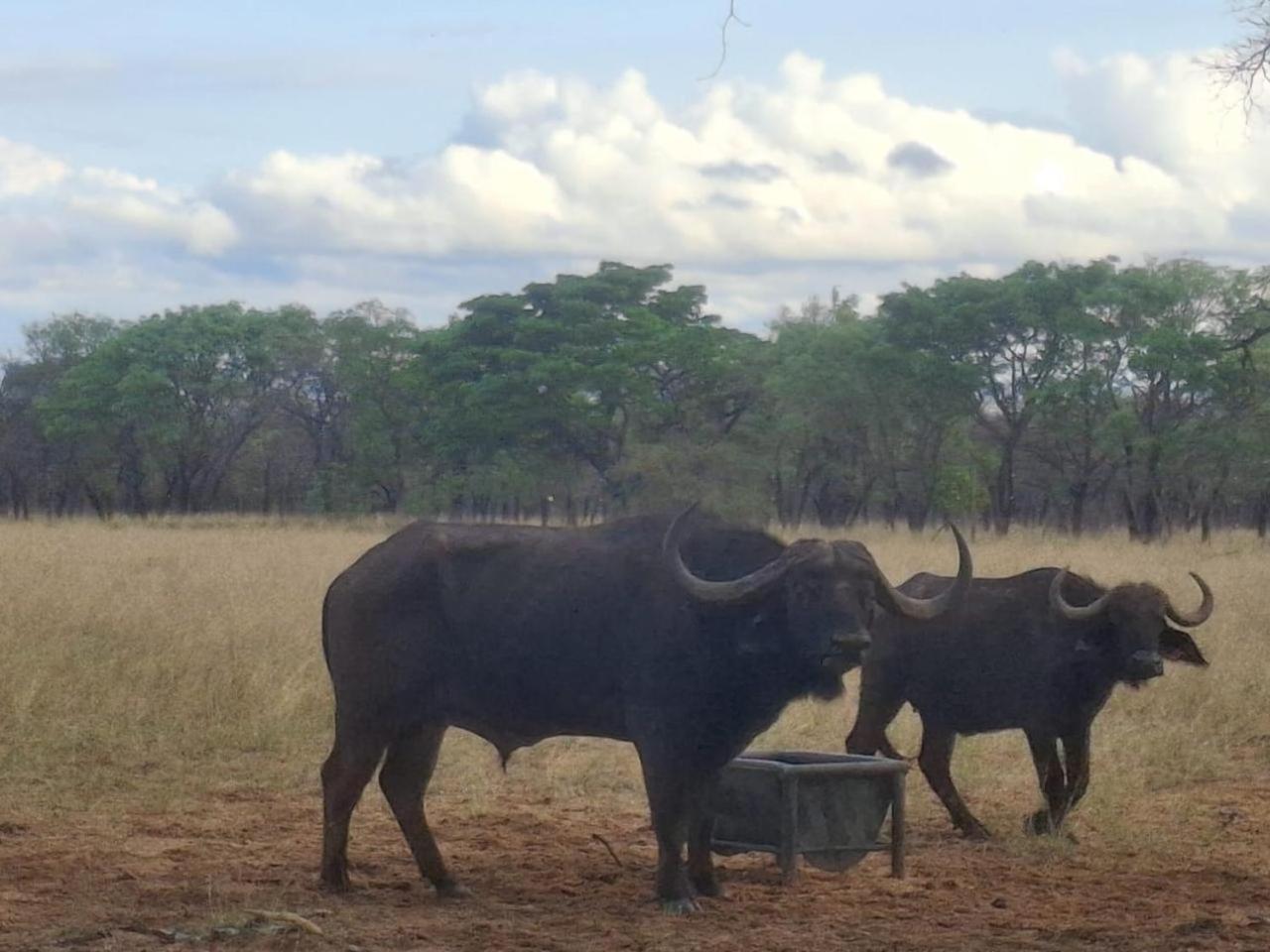 Villa Limpopo Bushveld Retreat Vaalwater Esterno foto