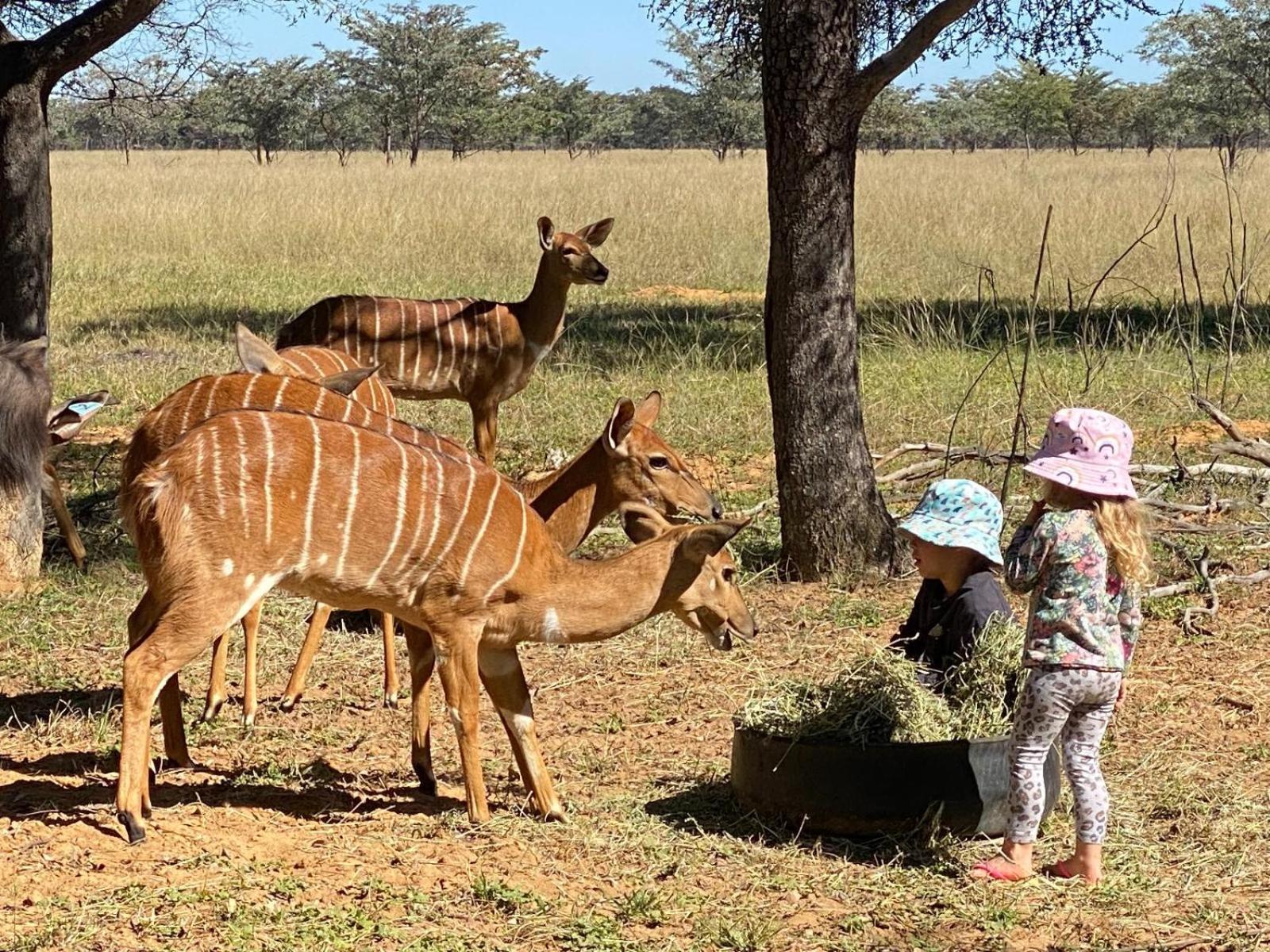 Villa Limpopo Bushveld Retreat Vaalwater Esterno foto